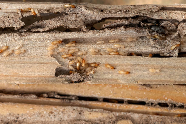 Best Pest Control for Businesses  in Oxford, OH
